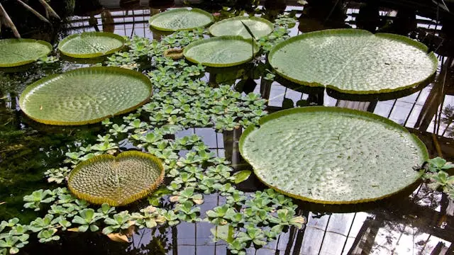 Monsters in the Plant World - Special Guided Tour at the Botanical Garden — Botanisk Have, Copenhagen