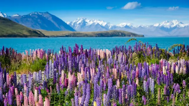 Gratis rejseforedrag om New Zealand med dansk rejseleder i København — Risskov Rejser, København