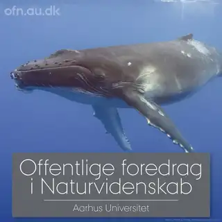 Livestreaming fra AU: Med havets kæmper på jagt