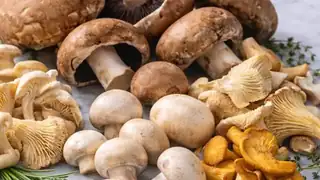 Taste the Season: Mushrooms | Aalborg