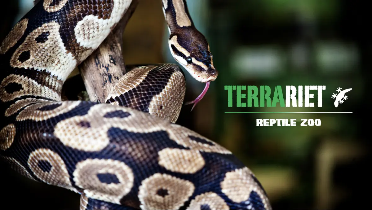 Terrariet Reptile Zoo besøger Højby Bibliotek — Højby Bibliotek, Odense