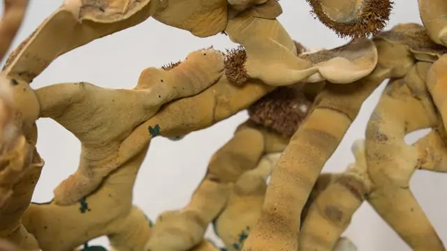 Masterclass af billedkunstner Pernille Emilie Kjær: Rhizomatiske formationer: mycelium som materiale og metode (del 2) — AVAL, Frederiksberg