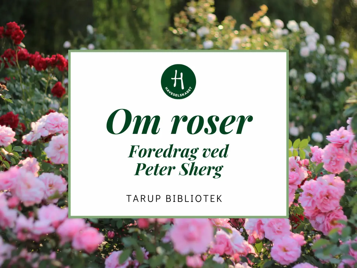 Haveselskabet: Foredrag om roser — Tarup Bibliotek, Odense