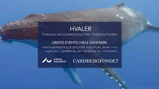 Lecture from Aarhus University: Hunting with the Ocean's Giants — Kulturhuset Indre By, Copenhagen