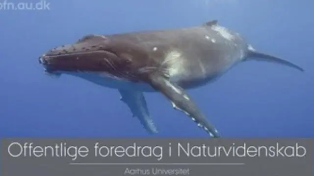 Lecture: Hunting with the Ocean's Giants — Kildevæld Kulturcenter, Copenhagen