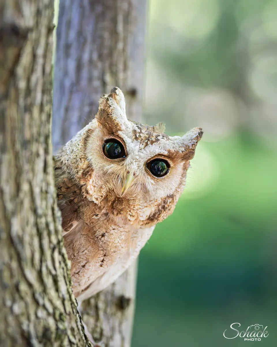The Owl Kingdom at Vollsmose Library — Vollsmose Bibliotek, Odense