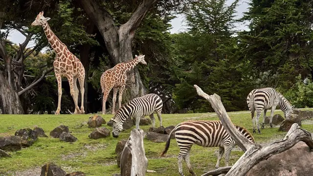 Odense Zoo — Caul Horsens Din Fritidsundervisning Caul Horsens, Horsens