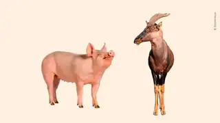 Wine & Science: Understanding Animals