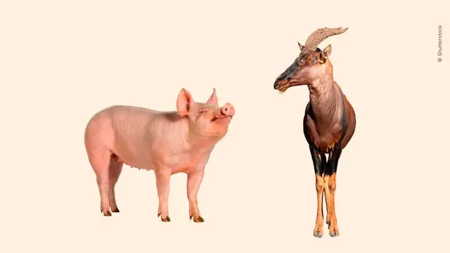 Wine & Science: Understanding Animals — Chr. Hansen Auditorium, Copenhagen