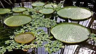 Monsters in the Plant World - A Halloween Guided Tour at the Botanical Garden
