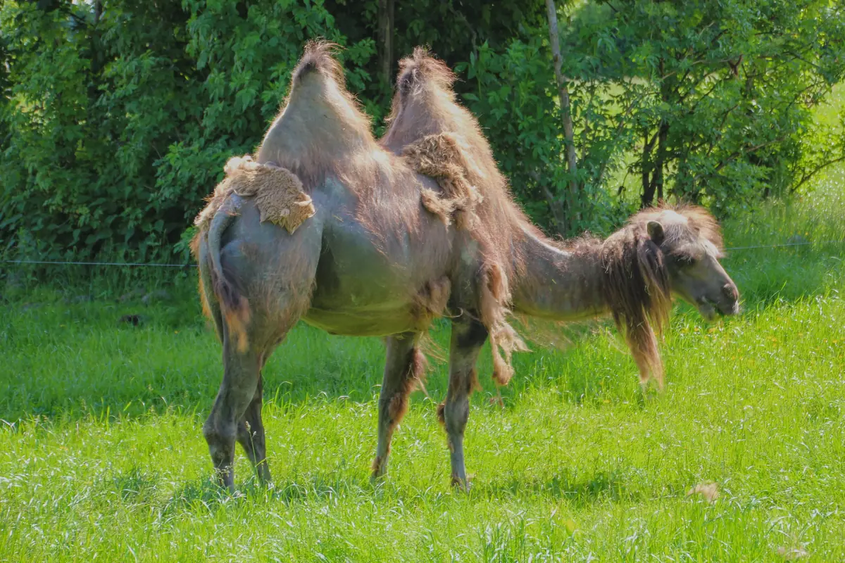 Givskud Zoo